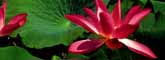 Water lilies
